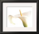 Calla on White