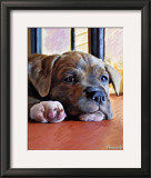 Kratos Baby Pit Bull