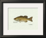 Smallmouth Bass Fish