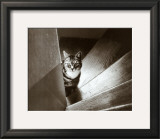 Buy Cat in the Stairs at AllPosters.com