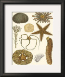 Underwater Oddities I