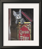 Buy Kitten in Box at AllPosters.com