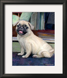 Baby Pug
