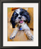 Shihtzu Baby