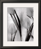 Buy Tulips on Ice at AllPosters.com