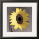 Buy Sunflower at AllPosters.com