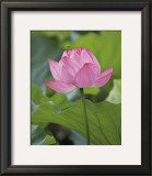 Pink Lotus