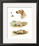 Buy English Setter at AllPosters.com