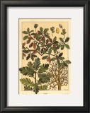 Buy Oak Tree at AllPosters.com