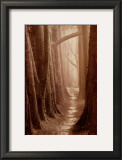 Buy Cypress Trail at AllPosters.com
