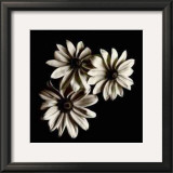 Buy Three Black-Eyed Susans at AllPosters.com