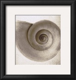 Snail Shell