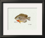 Bluegill Fish