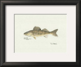Walleye Fish