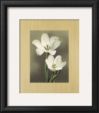 Tulipani