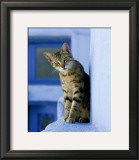 Buy Greek Cat at AllPosters.com