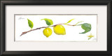 Lemon Branch