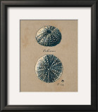 Vintage Linen Sea Urchin