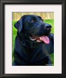 Handsome Lab