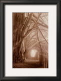 Enchanted Path