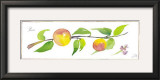 Peach Branch