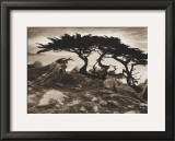 Monterey Cypress