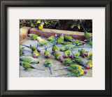 Parrots of Rajasthan
