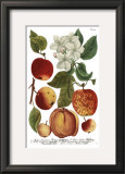 Weinmann Fruits I