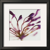 Buy Purple Agapanthus at AllPosters.com