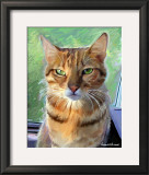 Bengal