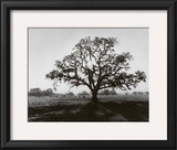 Buy Oak Tree, Sunrise at AllPosters.com