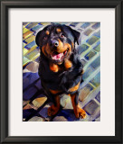 Handsome Rottie