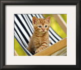 Buy Chaton Roux at AllPosters.com