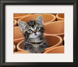 Buy Kitty Cat at AllPosters.com