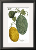 Antique Melons II