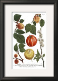 Weinmann Fruits IV