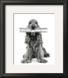 Dog News