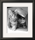 Buy Hide and seek at AllPosters.com