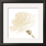 Carnation I