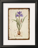 Buy Iris Reticulata at AllPosters.com