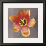 Buy Sunshine Tulip at AllPosters.com