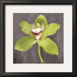 Buy Botanique at AllPosters.com