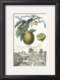Buy Limon Zucherin at AllPosters.com