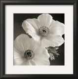 Buy Poppy Study I at AllPosters.com