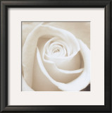 Buy Rose at AllPosters.com