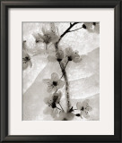 Buy Cherry Blossoms in Winter at AllPosters.com