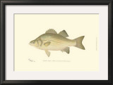 Buy White Bass at AllPosters.com