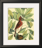 Buy Red Bird and Hiccory Tree at AllPosters.com