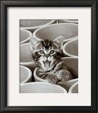 Buy Kitty Cat at AllPosters.com