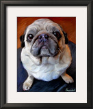 Pug on a Rug